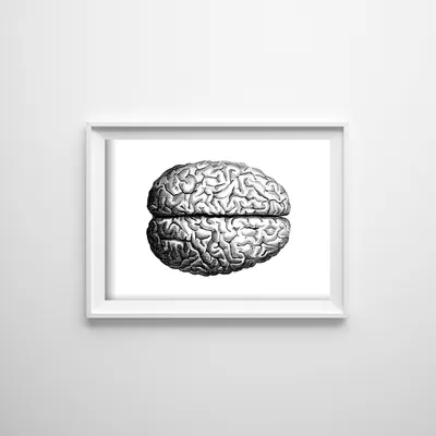 Produktbild von Poster - Canvas - Leinwand - 59,4 cm x 42 cm – Anatomisches Gehirn