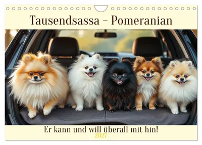 Produktbild von Tausendsassa - Pomeranian (Wandkalender 2027 DIN A4 quer), CALVENDO Monatskalender