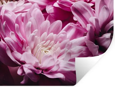 Produktbild von MuchoWow® Wandtattoo Wandsticker Wandaufkleber Blumen - Rosa - Natur 160x120 cm Selbstklebend und Repositionierbar - Selbstklebend - Fototapeten