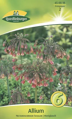 Produktbild von Allium Honiglauch (6 Stück) | Zierlauchzwiebeln von Quedlinburger