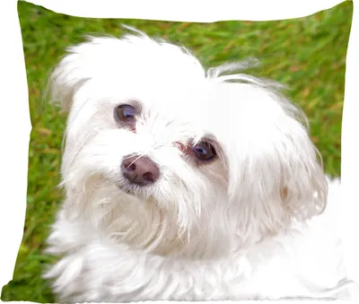 Produktbild von MuchoWow® Zierkissen Sofakissen Wohnzimmer Dekokissen 50x50 cm Malteserhund schaut auf - Komfort - Sofakissen