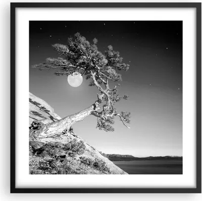 Produktbild von Gerahmtes Poster - Schwarzer Rahmen - Voll der Mond Baum - 50x50 cm - Wand Bild - Wanddeko - Wandbilder - Kunstposter - Wandposter - Bilderrahmen - Bilder - Kunstdruck - P2BAC50x50-4689
