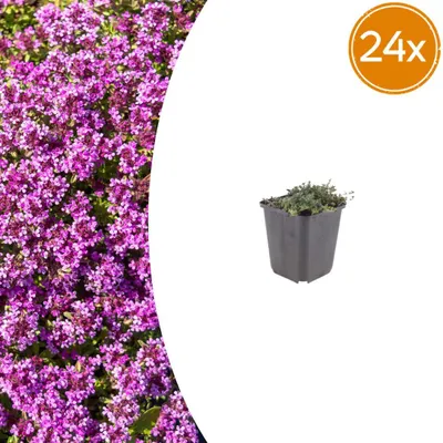 Zdjęcie produktu dla Thymus praecox „Coccineus” – tymianek wiosenny – doniczka 9 cm – 10–25 cm – zestaw 24 roślin
