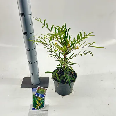 Produktbild von Mahonia Sweet Winter® ('Miniganpi'PBR) - Mahonie | 30-40 cm im Topf