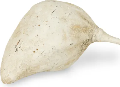 Produktbild von Baobab Frucht grau ca. 9-12cm | Adansonia digitata