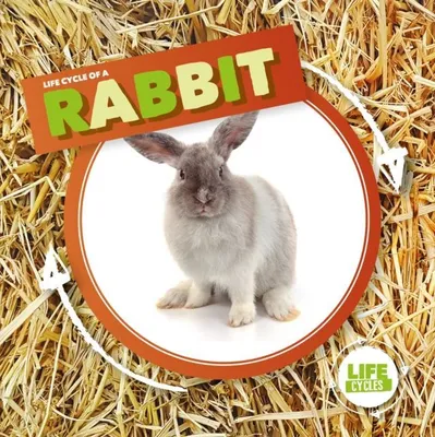 Produktbild von Rabbit
