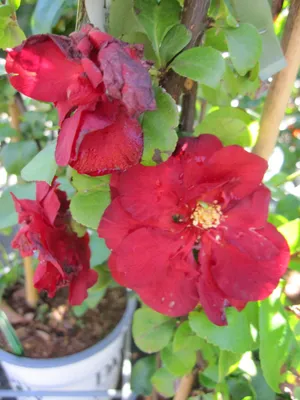 Produktbild von Chaenomeles speciosa Scarlet Storm ® - Zierquitte Scarlet Storm ® - 40-60cm