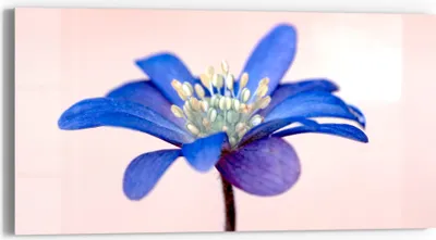 Produktbild von DEQORI Glasbild Echtglas 60x30 cm 'Blaue Eleganz' Wandbild Bild modern Deko