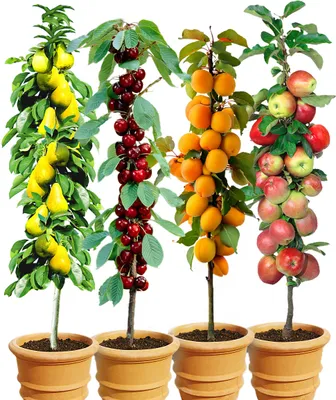 Four potted columnar fruit trees (pear, cherry, apricot, and apple) are displayed against a white background.
