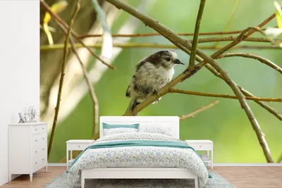Produktbild von MuchoWow® Fototapete für Wohnzimmer oder Schlafzimmer Wandtapete Vinyl Motivtapete Vogel zwischen den Zweigen - 330x220 cm - Fototapeten