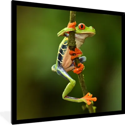 Produktbild von MuchoWow® Gerahmtes Poster Rotaugenlaubfrosch im Dschungel 40x40 cm - Poster mit Schwarzem Bilderrahmen Wandposter Rahmen Foto Bilder - Mit Rahmen - Wanddekoration Schlafzimmer