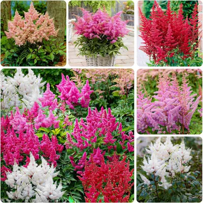 Immagine prodotto di Collezione di piante perenni resistenti al freddo Astilbe - 10 rizomi/bulbi - Mix di 5 varietà per il giardino - 2 di ogni colore - Piante perenni provenienti dai Paesi Bassi (senza semi) - Ibridi bianchi, rossi, rosa e viola
