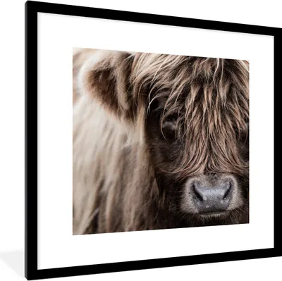 Produktbild von MuchoWow® MuchoWow® Gerahmtes Poster Schottisches Hochlandrind - Schottische Kuh 40x40 cm - Poster mit zchwarzem Bilderrahmen - Poster - Plakat im Rahmen