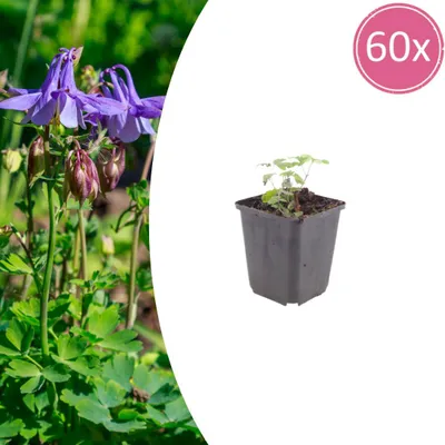 Zdjęcie produktu dla Aquilegia vulgaris | 60 sztuk - 10-25cm - Ø9cm - Roślina ogrodowa