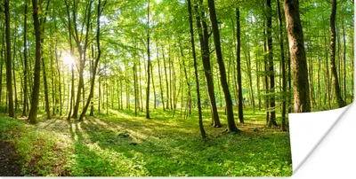 Produktbild von MuchoWow® Poster Natur - Bäume - Wald - Grün - Sonnenlicht 80x40 cm - Wanddeko