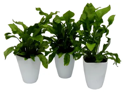 Produktbild von Nestfarn "Asplenium nidus", 3 Pflanzen, ca. 15 cm hoch, 13 cm Topf und Dekotopf, weiß / grün