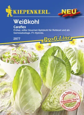 Produktbild von Kiepenkerl Spitzkohl Caraflex Brassica oleracea var. capitata f. alba, Inhalt: ca. 20 Pflanzen