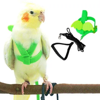 Immagine prodotto di Imbracatura per pappagalli con corda in nylon verde, adatta all'addestramento