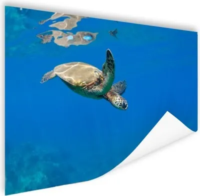 Produktbild von MuchoWow® Poster Schildkröte schwimmt im Meer 80x60 cm - Kunst für zu Hause