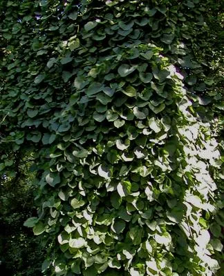 Obrázok produktu pre Aristolochia macrophylla ( durior) - veľkolistá pipínia 50-60 cm | kvetináč