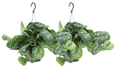 Produktbild von Scindapsus Pictus Trebie - Epipremnum | 2 Stück - 25cm - Ø15cm - Zimmerpflanze - Immergrün - Multideal