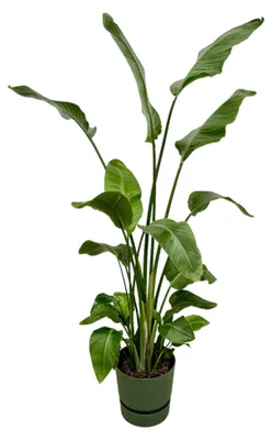 Produktbild von Strelitzia Nicolai einschließlich elho Greenville Rundes Grün - 155-170cm - Ø30cm - Zimmerpflanze - Komplett-Set - Pflanze mit Topf