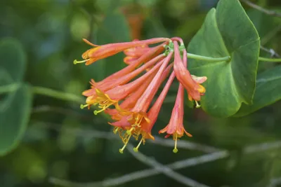 Produktbild von Lonicera brownii 'Dropmore Scarlet', Geißblatt, scharlachrot, 40–60 cm