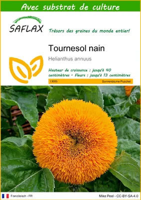 Image de SAFLAX - Tournesol nain - 40 graines - Avec substrat - Helianthus