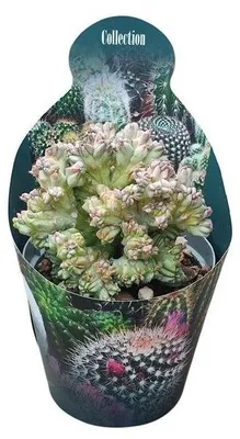 Produktbild von Myrtillocactus geometrizans christat - Heidelbeer-Kaktus - Rarität -14cm Topf - 30cm