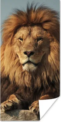 Produktbild von MuchoWow® Poster Löwe - Felsen - Jagd 60x120 cm - Wandschmuck