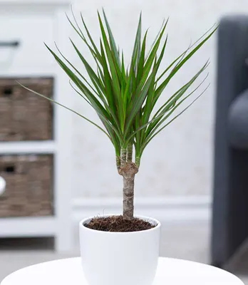 Produktbild von BALDUR Garten 1x Dracena Marginata ca. 35-45 cm hoch, Pflanze im 12 cm-Topf, luftreinigende Zimmerpflanze, unterstützt das Raumklima, Drachenbaum Zimmerpflanze, mehrjährig - frostfrei halten