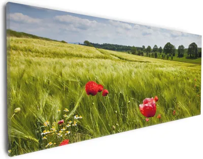 Produktbild von Wallario Premium Leinwandbild Mohnblumenwiese auf grüner Wiese unter blauem Himmel in Größe 30 x 75 cm