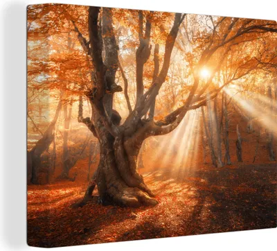 Produktbild von MuchoWow® - Leinwandbilder - Baum - Natur - Herbst, Wandbild, Wanddeko Bilder Wohnzimmer, 120x90 cm
