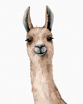Produktbild von Zuty - Malen nach Zahlen - LAMA AUF WEISSEM HINTERGRUND, 40x50 cm, ohne Keilrahmen