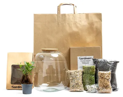 Zdjęcie produktu dla Gardners Szklany słoik MOLINIA SAVE YOURSELF Ficus microcarpa Ginseng, L w pudełku upominkowym