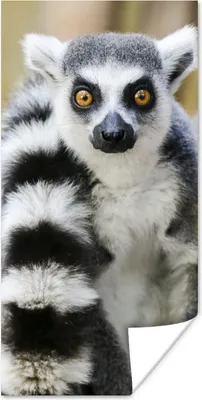 Produktbild von MuchoWow® Poster Affe - Ringschwanzlemur - Tier 60x120 cm - Wandschmuck