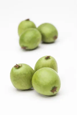 Produktbild von Actinidia arguta, Kiwibeere, 100–150 cm, winterhart
