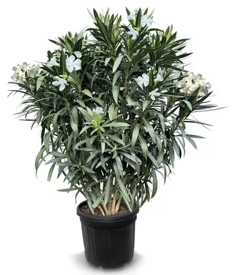 Obrázek produktu pro Oleandr zimovzdorný - Výška 140-160 cm - Stálezelený - Snadná údržba - Zahradní rostlina