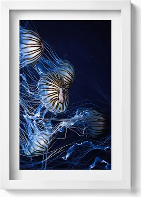 Produktbild von Blaue Quallen im Wasser– Wandbild mit Rahmen – Gerahmtes Bild  – Wanddekoration – 20x30 cm – Weiß