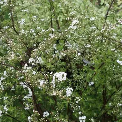 Immagine prodotto di 2 piante di Spirea cinerea 'Graciosa', alte 40-60 cm, fornite in vaso