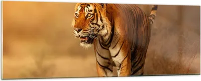 Produktbild von Bilder auf glas - tiger tier - 90x30cm - Glasbilder - Wandbilder - Bilder - Kunstdruck - zum Aufhängen bereit - Wanddekoration aus Glas - Glas Bilder - Wandbild auf Glas - Einteilig - GAB90x30-3946