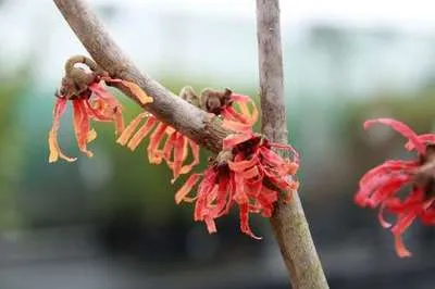 Produktbild von Hamamelis int. 'Feuerzauber' - Zaubernuss 60- 80 cm Container