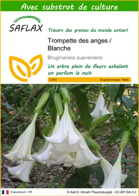 Image de SAFLAX  - Trompette des anges / Blanche - 10 graines - Avec substrat - Brugmansia