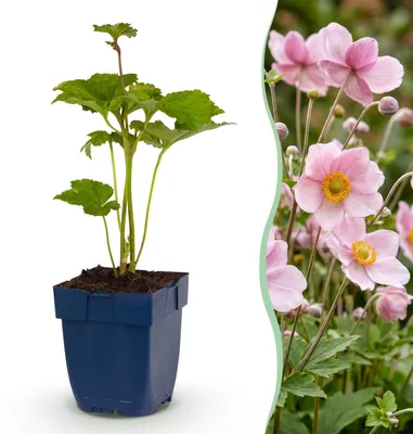 Image de Green boutiQ - Plante vivace - Anémone hybride « Königin Charlotte » - Anémone d'automne - Ombre - Rose - 6 plants - Pot de 11 cm - Hauteur : 15-25 cm