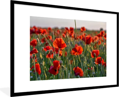 Produktbild von MuchoWow® Gerahmtes Poster Blumen - Mohnblumen - Natur - Rot 90x60 cm - Poster mit Schwarzem Bilderrahmen Wandposter Rahmen Foto Bilder - Wanddekoration - Fotos