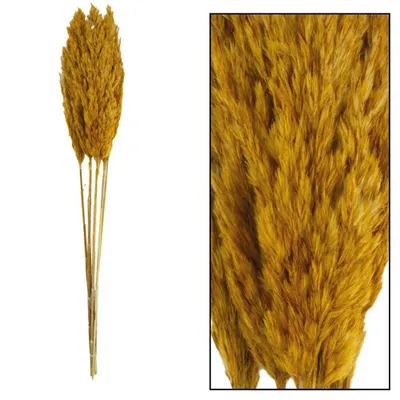 Obrázek produktu pro Dijk Schilffahne Lang Kyan Ocker 110 cm
