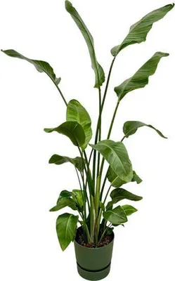 Image de Strelitzia Nicolai - Arbre - Strelitzia - Plante d'intérieur d'environ 180cm