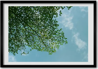 Produktbild von Bild - Bilder - Bilderrahmen - 70 cm x 50 cm - MDF-Rahmen, Wandkunst Blätter in den Himmel