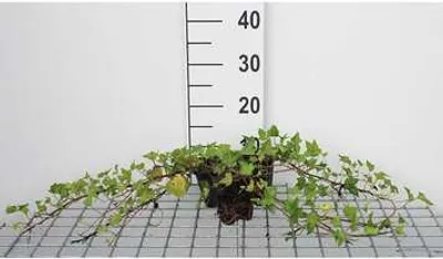 Produktbild von 12 x Hedera helix 'Shamrock' - Efeu 'Shamrock - Topf 9 cm x 9 cm