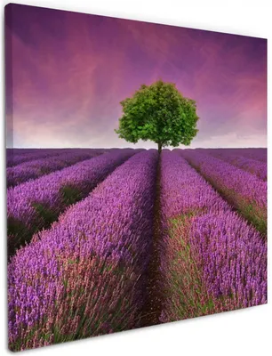 Produktbild von Wallario Premium Leinwandbild Lila Blumenfeld in Größe 50 x 50 cm